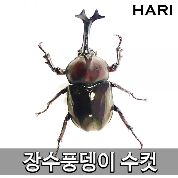 Hari 당발 장수풍뎅이 성충 키우기 암컷 수컷 한쌍 선택주문 1개 특대 장수풍뎅이 성충 한쌍