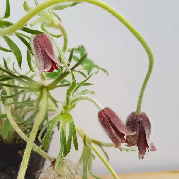 조이플랜트 토종할미꽃(강원도)