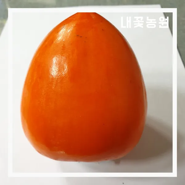감나무 대봉시 결실주 R4cm