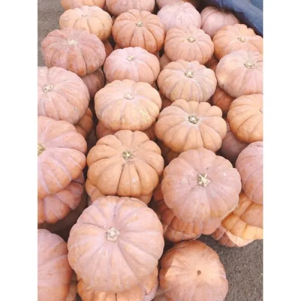 미소진 국내산 늙은호박 3kg~4kg
