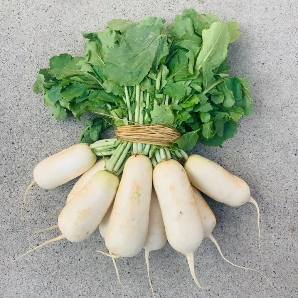 철따라농산물 국내산 손질 알타리 무 1.2kg 1개 손질 1.6kg 내외