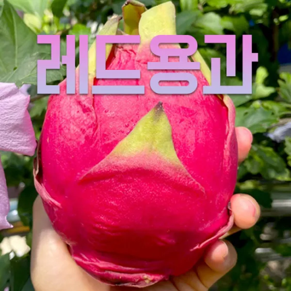 제주 용오름 레드용과2kg(4-6과), 단품
