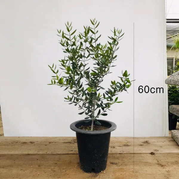 청년농부 중품 올리브나무 인테리어식물