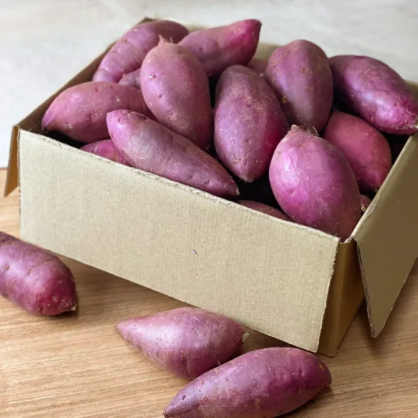 영호네농산물 꿀 고구마 베니하루카 햇고구마, 한입사이즈, 2kg