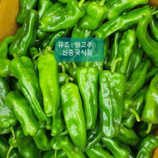  신중국식품 싱싱유죠. 살짝매운 왕고추 . 중국아삭이고추.유죠 1개 1kg