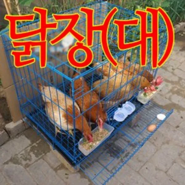 닭사육장(대형)/닭장/5마리까지사육/케이지/양계장, 단일상품