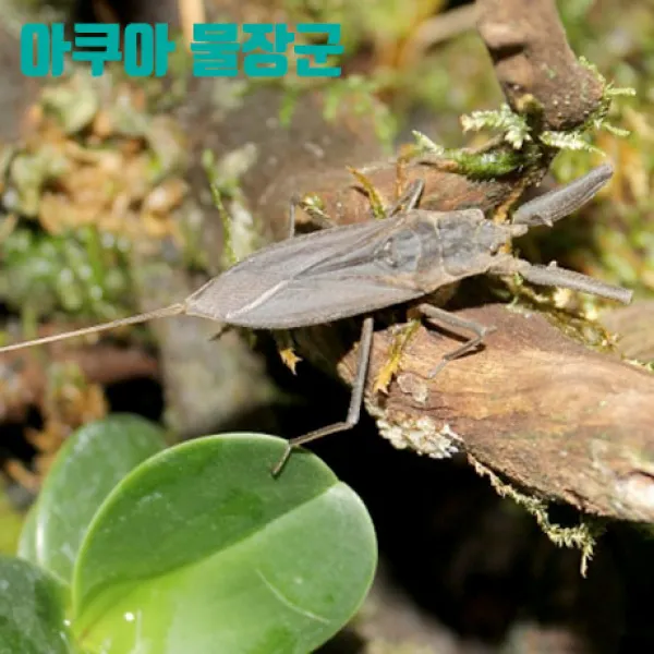 아쿠아물장군 장구애비