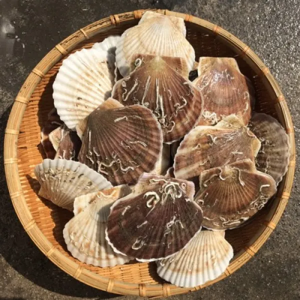 가리비1kg 제철 캠핑모듬조개 해물탕 찜 해산물 수산물 바지락 째복 명주 비단 갈미 백합조개 백상합 모시 뿔소라 대왕 참가리비구이 키조개 전복 삐뚤이소라 밀고동 돌조개 흠스수산 3개 3kg