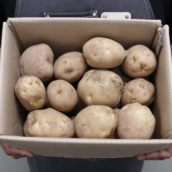  에브리이츠 포실포실 맛있는 청송 수미 햇감자 특 10kg