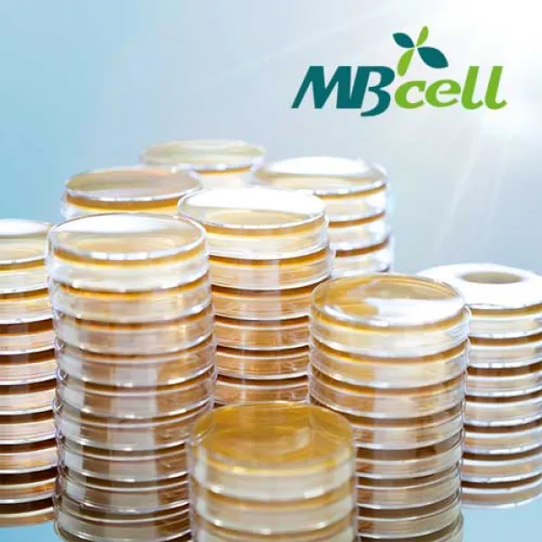 MBcell PDA (Potato Dextrose Agar) Plate, 10Ea