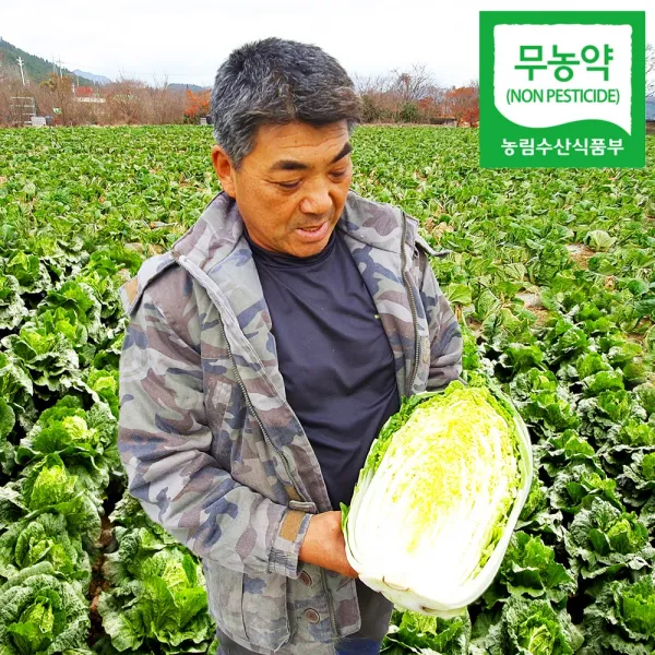 [청솔농장] 무농약 해남 절임배추 20kg, 1box, 12월 01일 (목요일)
