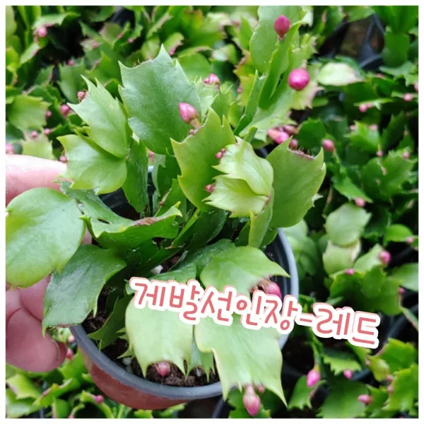 꽃나라엘리스 게발선인장 레드 겨울에 꽃을 피우기에 크리스마스선인장