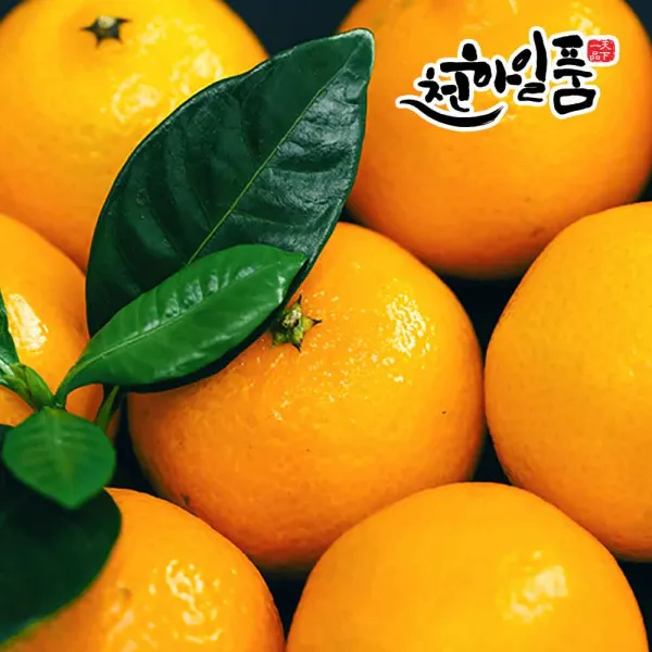 [귤담원] 제주오렌지 청견, 1박스, 06.제주오렌지 청견 5kg 대