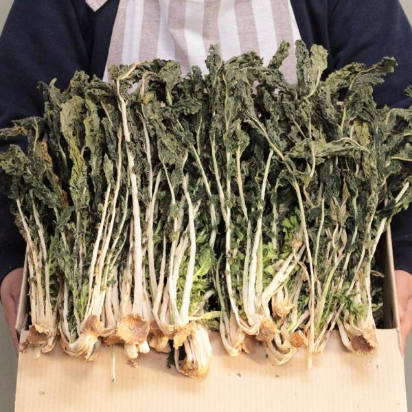 한정판매 양구 펀치볼 자연건조 무청시래기 1kg, 1박스, 건무청 1kg