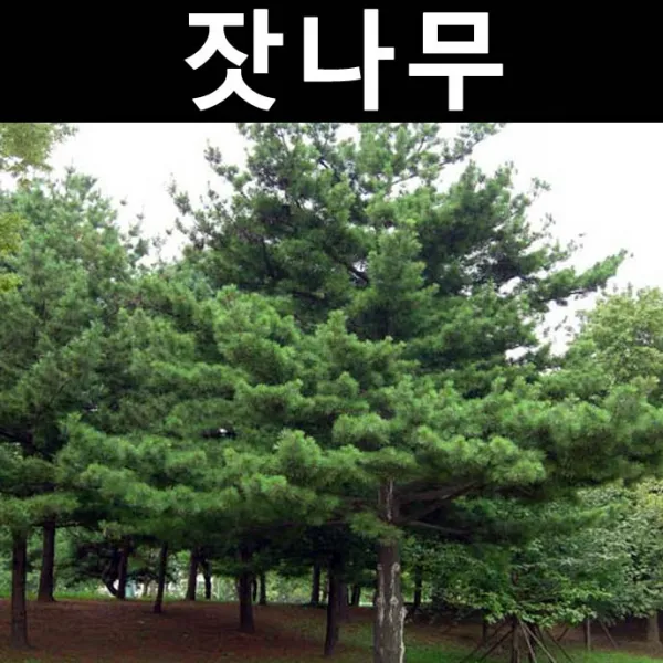 잣나무 실생4년(뿌리)/나무 묘목/상록수/조경용