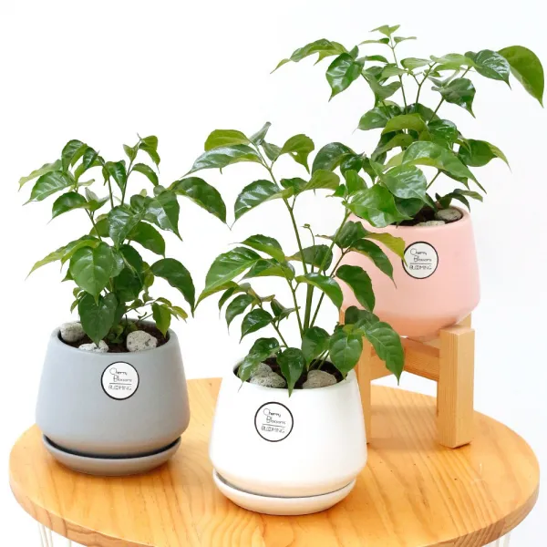 삼색세라믹 인테리어 화분 공기정화식물 집들이선물 미니사철 삼색세라믹 화이트