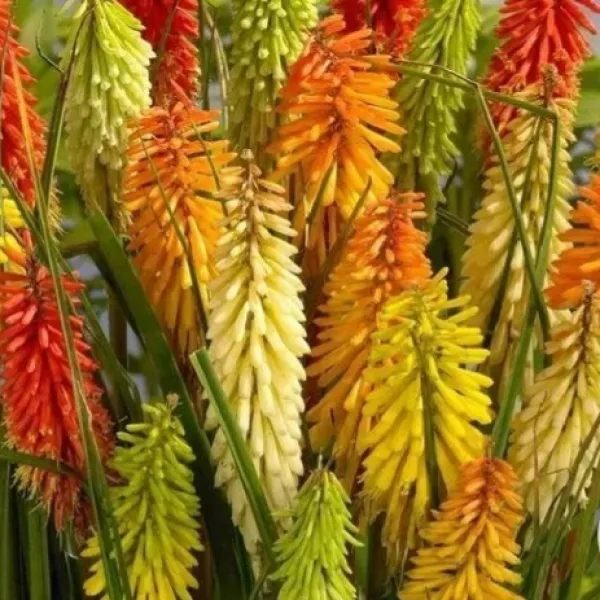 야생화피어나라플라워 니포피아(Kniphofia)