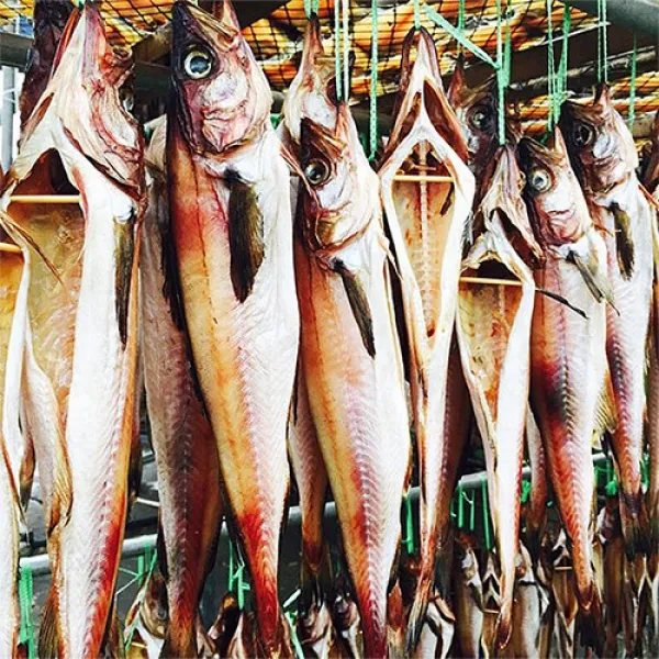 [고성 명물] 반건조 코다리, 1개, 코다리 대짜 1코 4미