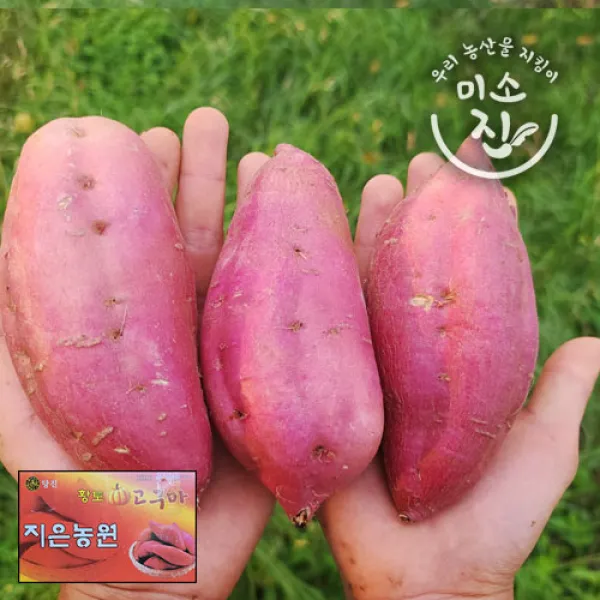 지은농원 호박고구마 (특상) 100%리콜제 3kg 5kg 10kg 12월1일부터 순차발송, 특상3kg