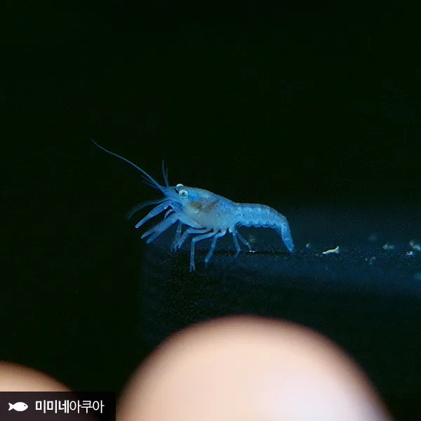 [득템] 블루 크로우 치가재 2마리 (블크), 단품