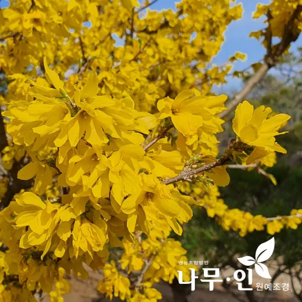 [나무인] 개나리묘목 키1m 50그루