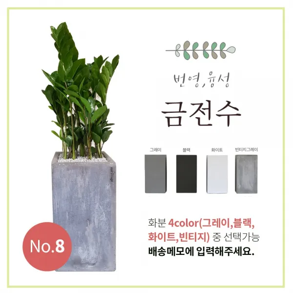 이브가든 15종 공기정화식물 4color 중품 (고무나무 벵갈고무나무 크로톤 떡갈잎고무나무 몬스테라 산세베리아 아레카야자 금전수 율마 스투키 송오브인디아 여인초 녹보수 귀면각 콤팩타), 1개, No.8 금전수 80cm+화분+물받침