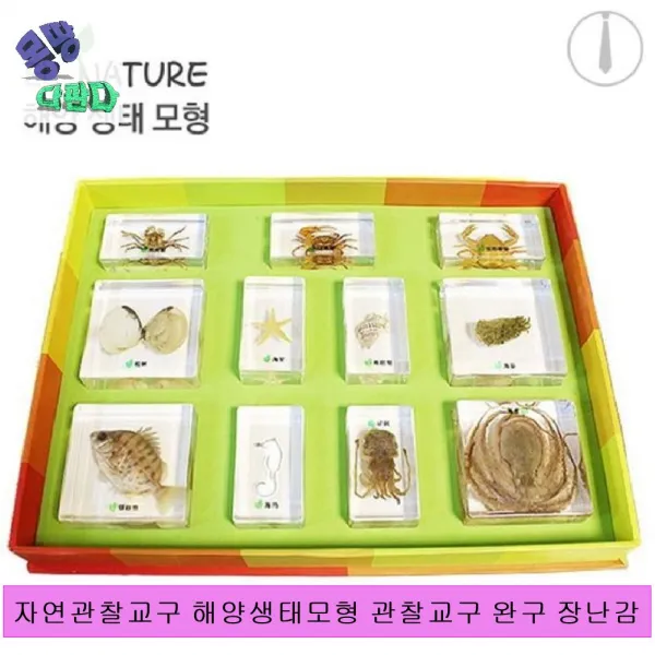 캐스B 자연관찰교구 해양생태모형 관찰교구 완구 장난감 관찰 완구 장난감, 없음