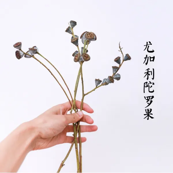 투그레잇 가방 유칼리도라고 말린 꽃 유칼립투스 나무 열매 꽃술 꽃꽂이 DIY 재료 디퓨저 밀랍 조각 화재, 나로. 언덕 5큰 가지를 꺾었다 마른 나뭇가지