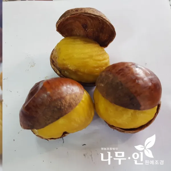 [나무인] 밤나무묘목 포르단품종 2그루