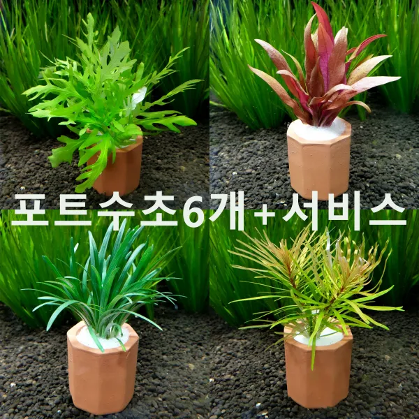 랜덤 포트수초 세트 6개 +서비스 초보자수초 자연수초 키우기 쉬운 수초