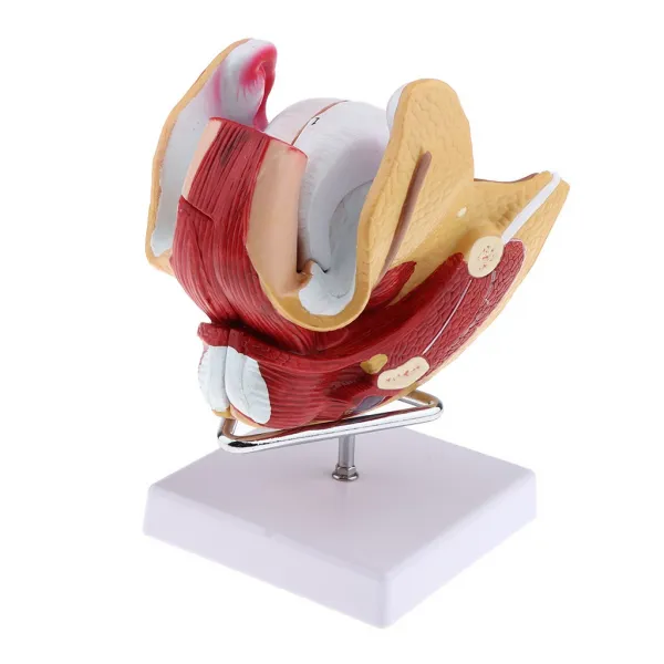 Zeyuan실물 여성 생식기 모델 자궁 해부학 기관 실험실