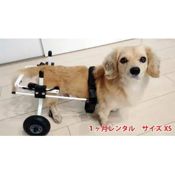 k9. 차량 표준 뒷발 받 xs · 고양이 (5kg 미 만) 용 개의 휠체어 소형 모형 장난감 강아지 강아지 강아지 강아지 강아지 강아지 강아지 용 휠체어 리어카 바 키 뒷발 걷 기 개, 1개, 상세설명참조 상품 문의는 상품 문의란에 적어주세요