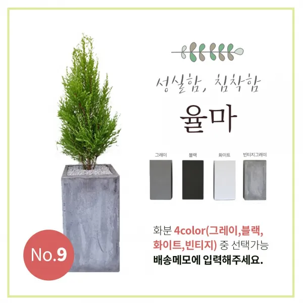이브가든 15종 공기정화식물 4color 중품 (고무나무 벵갈고무나무 크로톤 떡갈잎고무나무 몬스테라 산세베리아 아레카야자 금전수 율마 스투키 송오브인디아 여인초 녹보수 귀면각 콤팩타), 1개, No.9 율마 85cm+화분+물받침