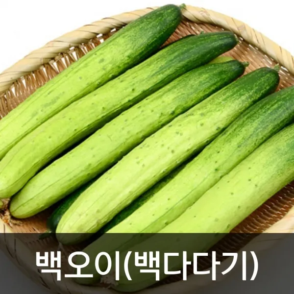 약수농장 백오이(백다다기) 10kg(상), 1박스, 10kg