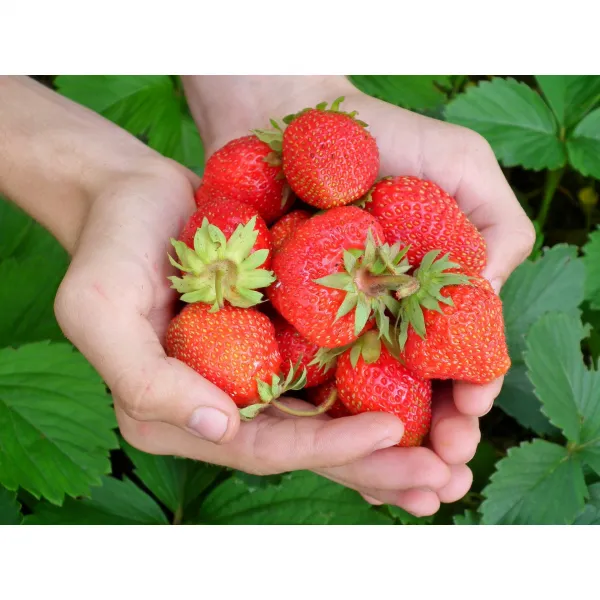 산지직송 김천 설향딸기 800g 1.6kg, 1판 800g