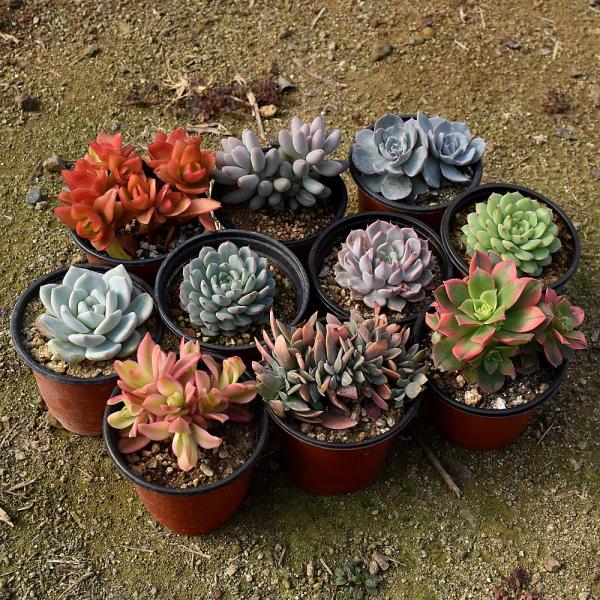 다육천국 중품다육 10종 랜덤발송