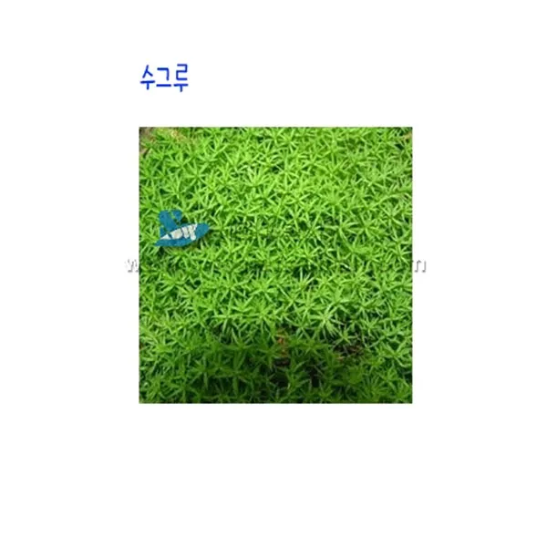 솔이끼(선택사항), 암그루