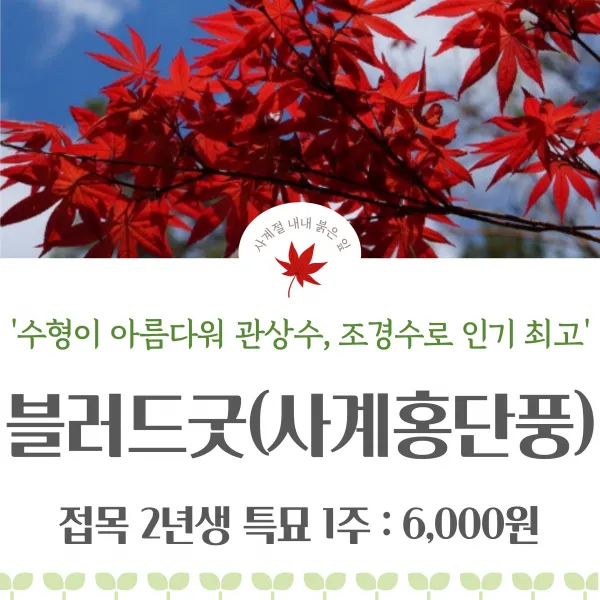 블러드굿 / 단풍나무/ 충북농원