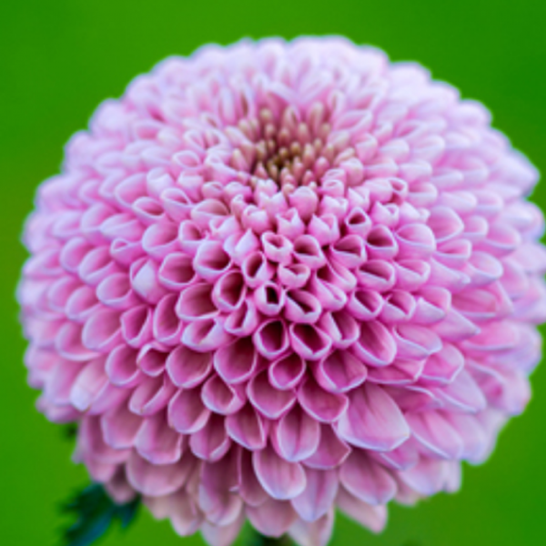 폼폰국화 본본핑크 4포트 모종 복남이네야생화 국화 가을 퐁퐁 핑퐁 폼폰멈 