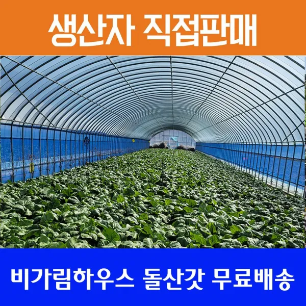여수돌산갓,생갓 5kg 무료배송