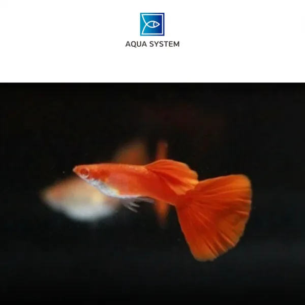 아쿠아시스템 A급 알비노 풀레드 하이도살 구피 수컷
