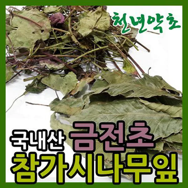 천년약초 제주도 참가시나무잎 300g 1개 금전초 150g 1개 택 1, 1팩, 참가시나무잎 300g