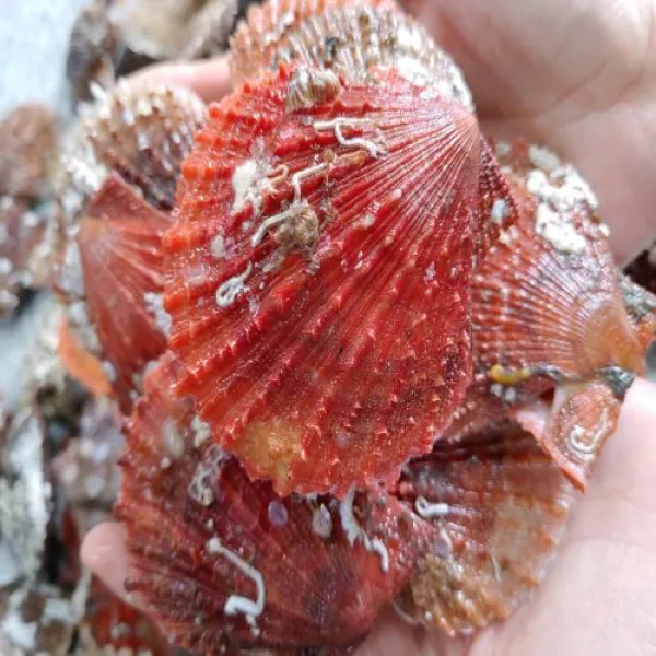 봄 제철 비단가리비 당일채취 당일발송 2kg 3kg 5kg