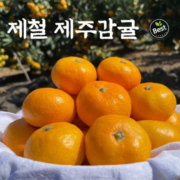 [농장에서바로발송] 제주도 제철 노지귤 감귤 로얄과 꼬마귤 5kg 10kg 고당도, 4. 꼬마귤 10kg