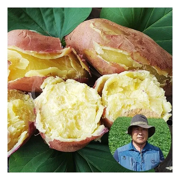  푸드마인 해남 전태식님의 토종 밤고구마 3kg 특상/120 300g이내 상세 설명 참조