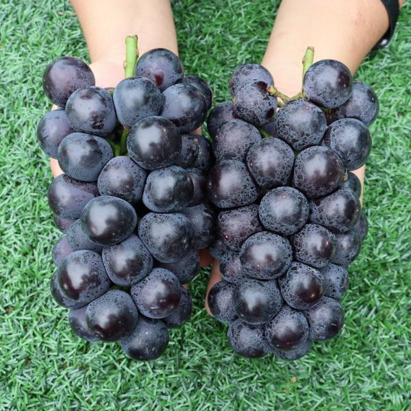  요쿠 국내산 꿀과즙 거봉 포도 씨없는포도 1kg 2kg 2kg 3 4수