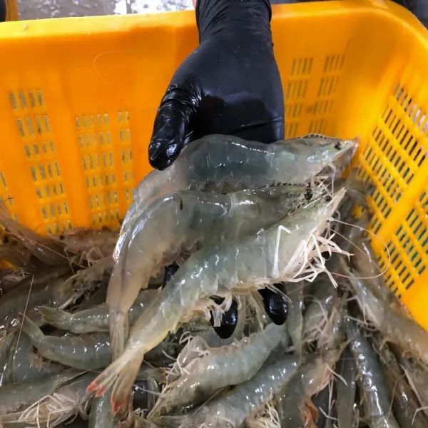 1등농수산 횟감용 활새우 10마리 400g 전후