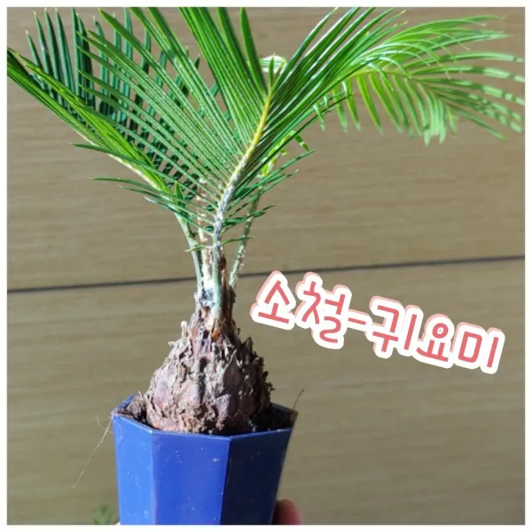 꽃나라엘리스 소철-공룡이 등장하는 영화나 애니메이션에 멀고도먼 식물