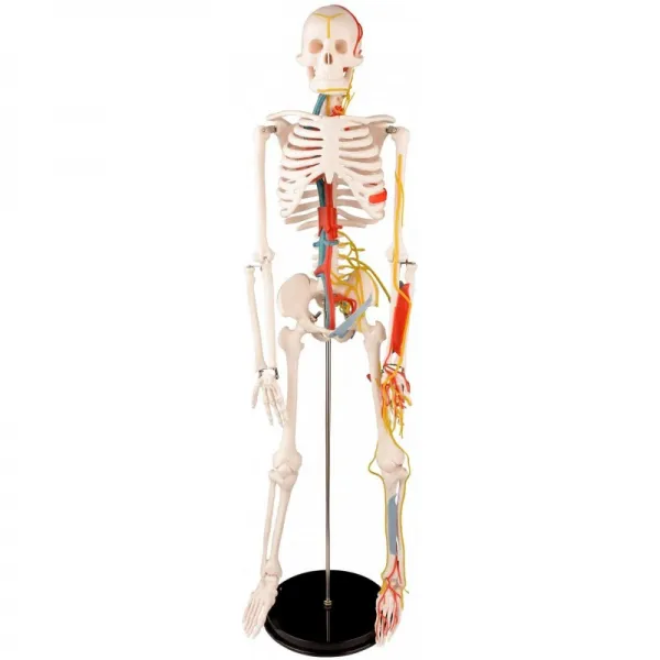 Ultrassist Human Anatomical Skeline Model 34
