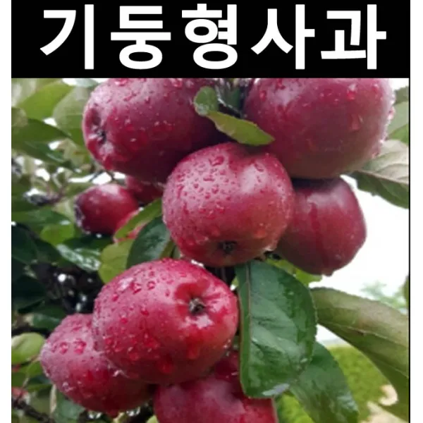 기둥형사과(메이의눈동자) 접목1년(특) 뿌리 5개/나무 묘목/과실수/유실수